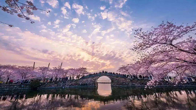 西南政法大學(xué)櫻花